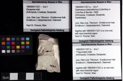 Foto (Objket + Etiketten) von Gastrosacus tuberosiformus (Lörenthey in Lörenthey & Beurlen, 1929)